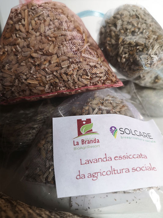 Lavanda essiccata | Prodotti Bio Online | Bio Store